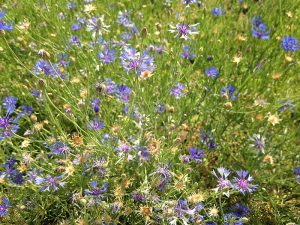 Wildblumenwiese mit Kornblumen am östlichen Ufer des Wenyu